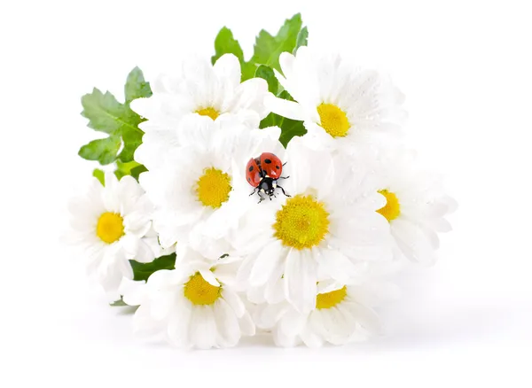 stock image White flowers, field camomiles with ladybug on a white background