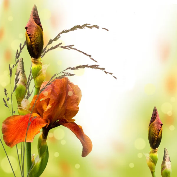 Pink irises against a green grass, a summer butterfly — Stock Photo, Image