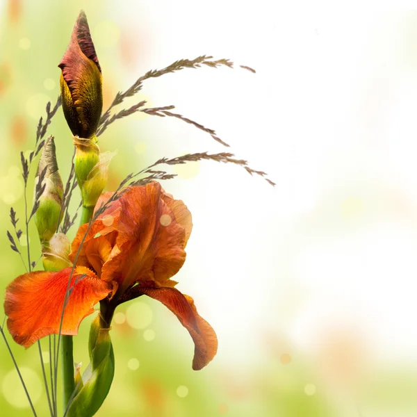 Pink irises against a green grass, a summer butterfly — Stock Photo, Image