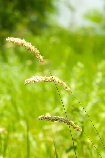Green summer grass in a sun day — Stock Photo, Image
