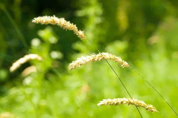 stock image Green summer grass in a sun day