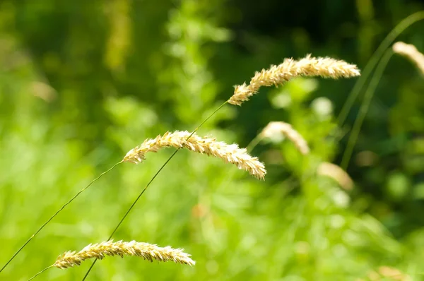 stock image Green summer grass in a sun day
