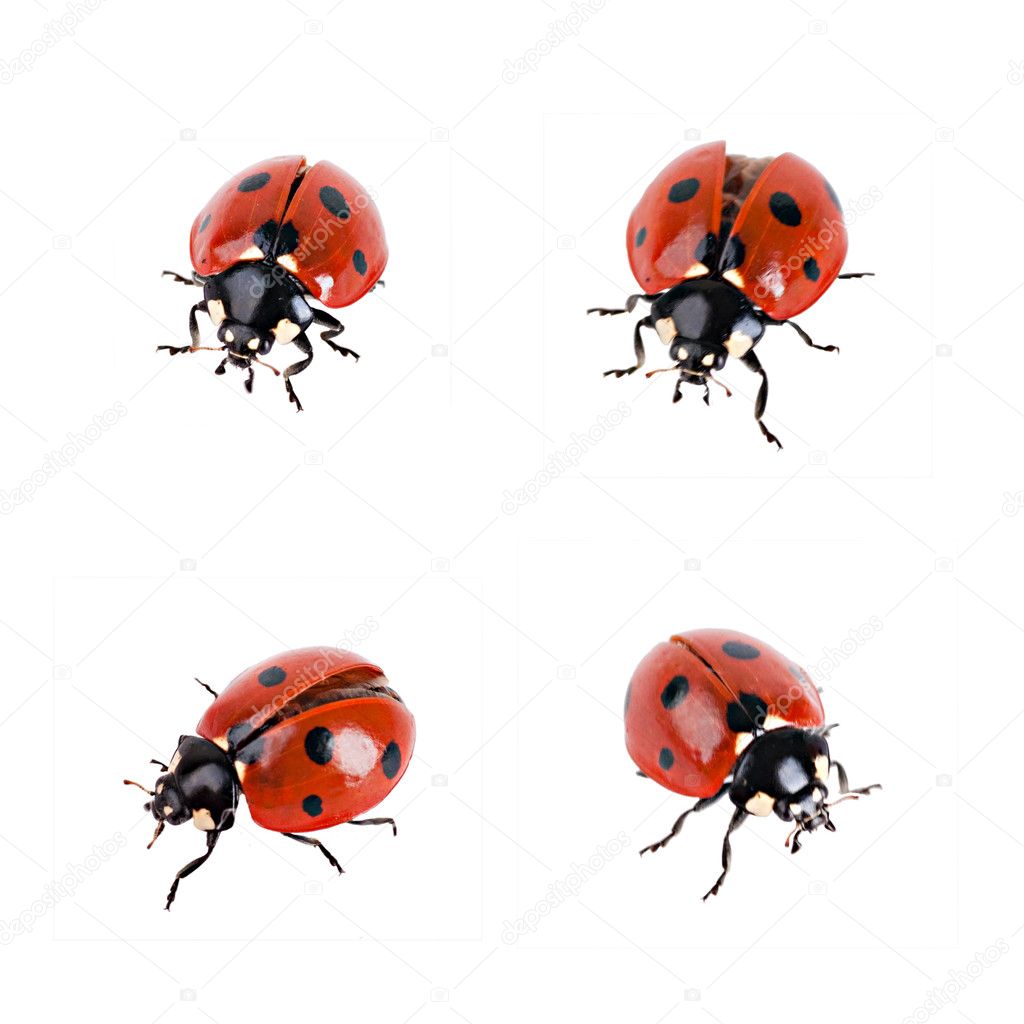 Ladybird in different poses on a white background