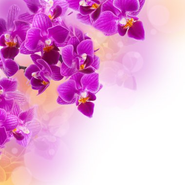 çiy damlaları içinde pembe orkide