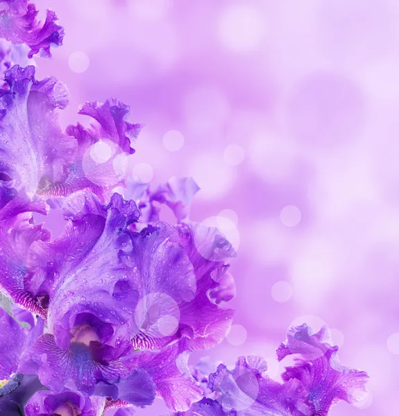 Розовые орхидеи в капли росы — стоковое фото