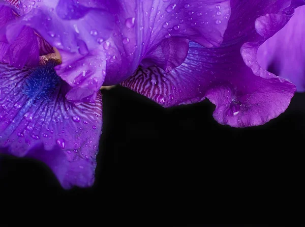 Rosa orkidéer i droppar av dagg — Stockfoto