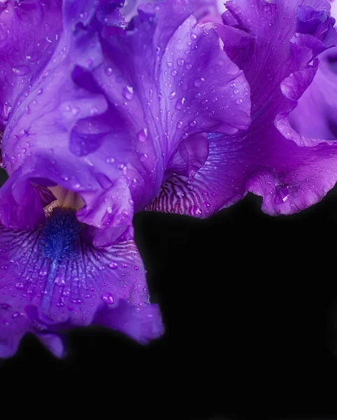 Orquídeas rosadas en las gotas de rocío —  Fotos de Stock