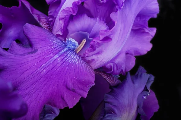 Çiy damlaları içinde pembe orkide — Stok fotoğraf