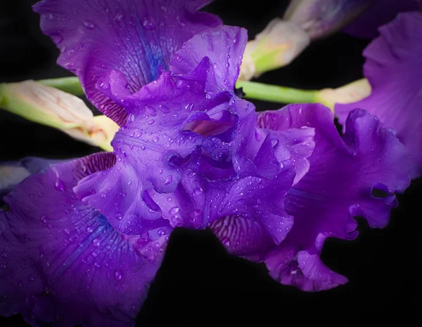 Rosa Orchideen in den Tautropfen — Stockfoto