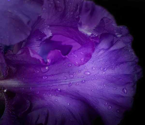 Розовые орхидеи в капли росы — стоковое фото