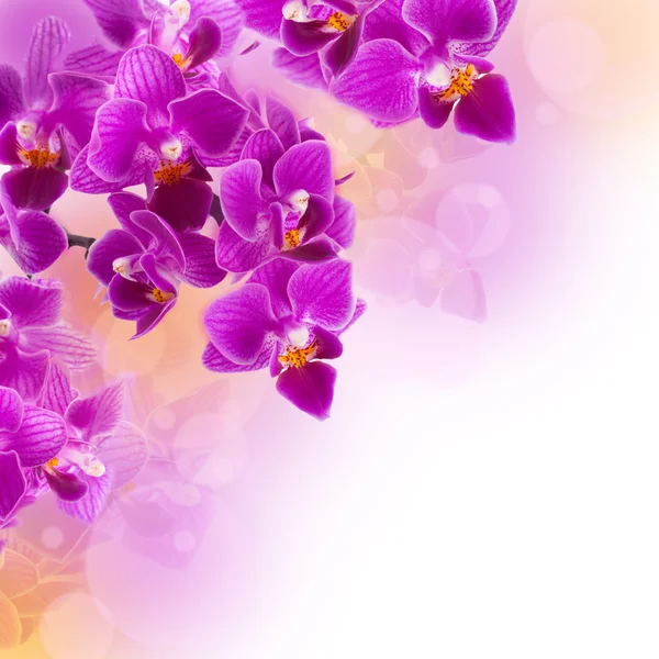 Vaaleanpunaiset orkideat kastepisaroissa — kuvapankkivalokuva