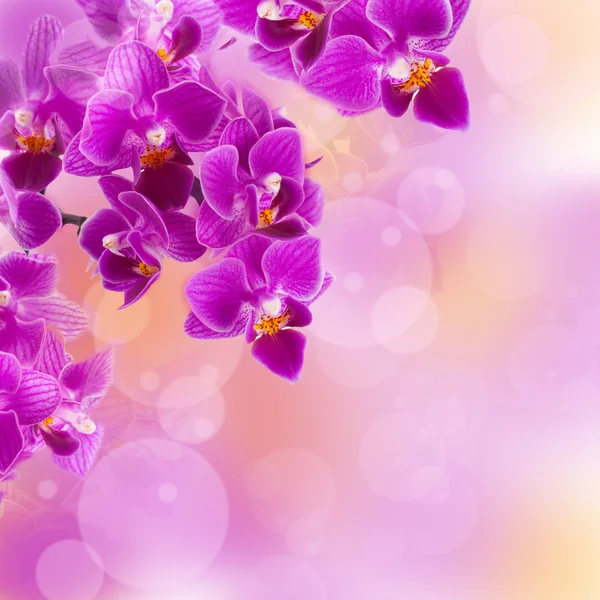 Orquídeas cor de rosa nas gotas de orvalho — Fotografia de Stock
