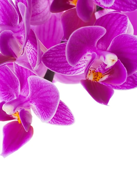 Roze orchideeën in de dalingen van de dauw — Stockfoto