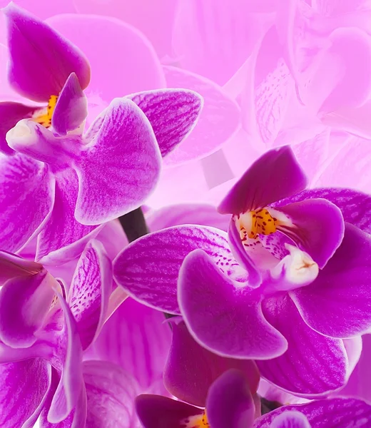 Růžové orchideje v kapkách Rosy — Stock fotografie