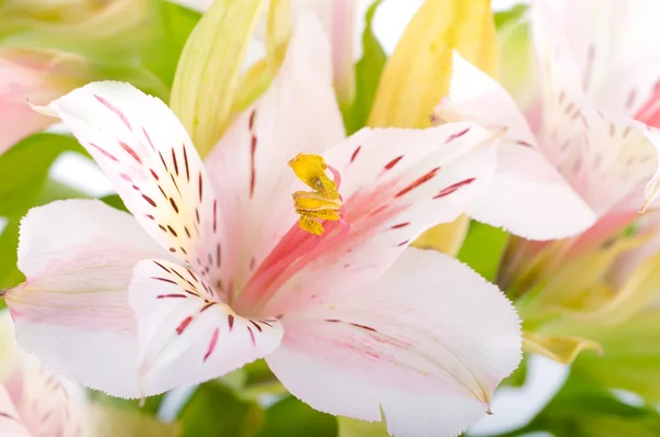 Schöne Blume ist in den Strahlen des Lichts — Stockfoto