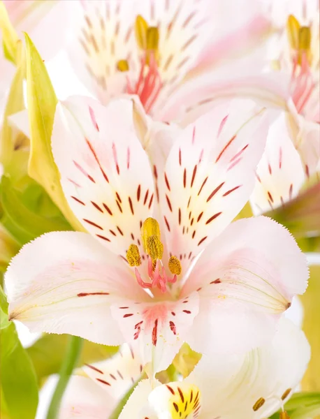 Красивый цветок в лучах света — стоковое фото