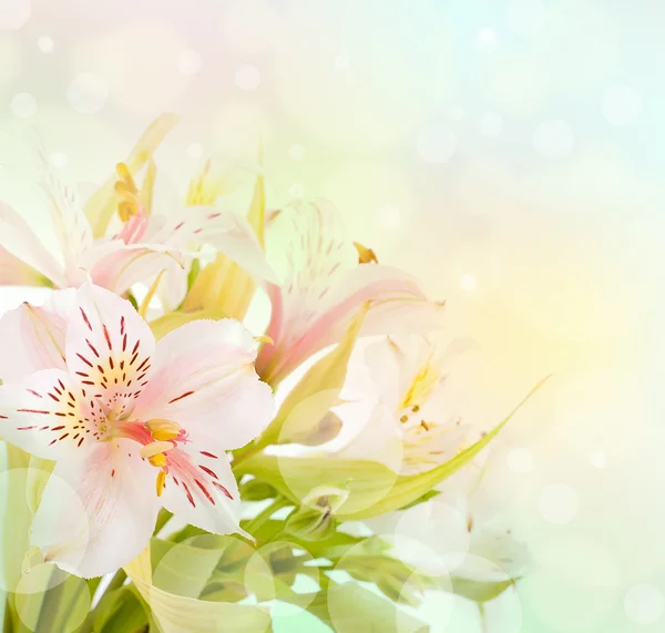 Mooie bloem is in de stralen van licht — Stockfoto