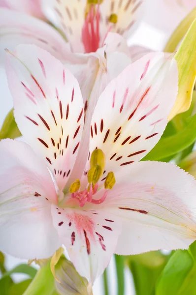 Schöne Blume ist in den Strahlen des Lichts — Stockfoto