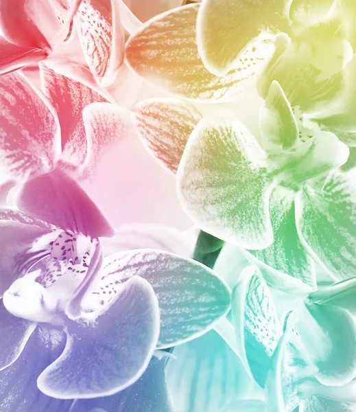 Orchideeën niet in focus en geschilderd in verschillende kleuren — Stockfoto