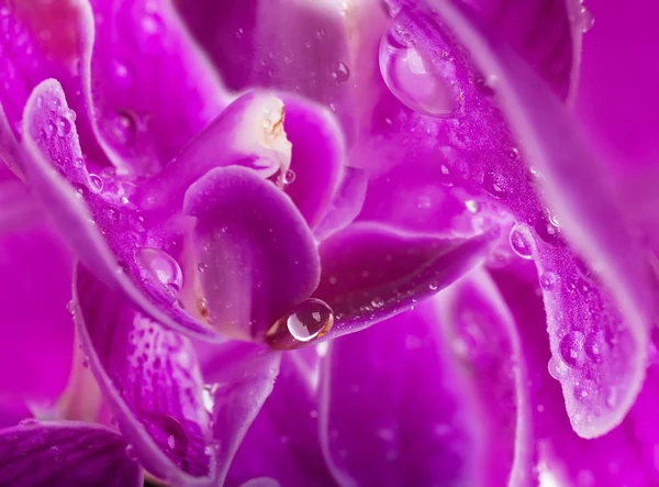 Orquídeas não focadas e pintadas em cores diferentes — Fotografia de Stock