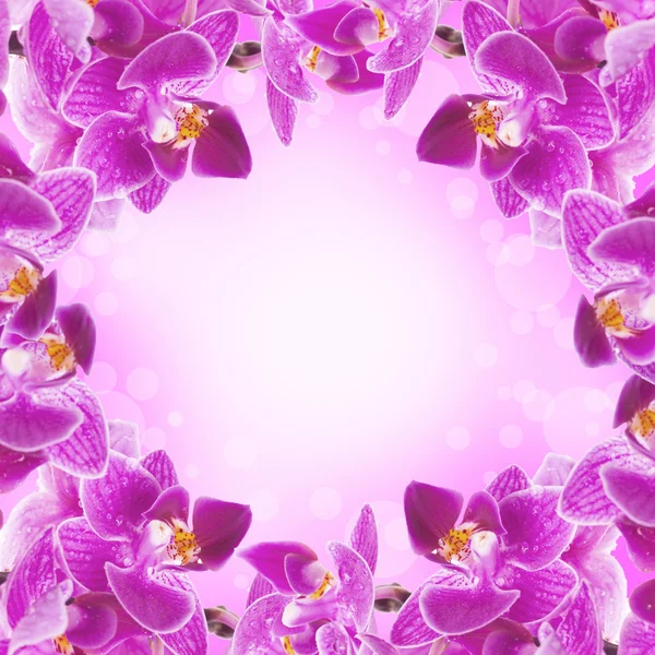 Orkidéer inte i fokus och målade i olika färger — Stockfoto