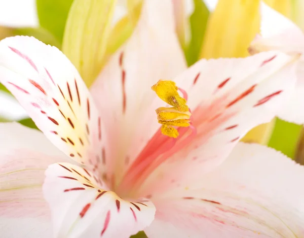 Mooie bloem is in de stralen van licht, blured en gekleurde — Stockfoto