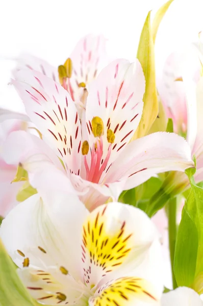 Цветок в лучах света, покрасневший и раскрашенный — стоковое фото