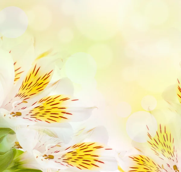 Schöne Blume ist in den Strahlen des Lichts, bläulich und farbig — Stockfoto