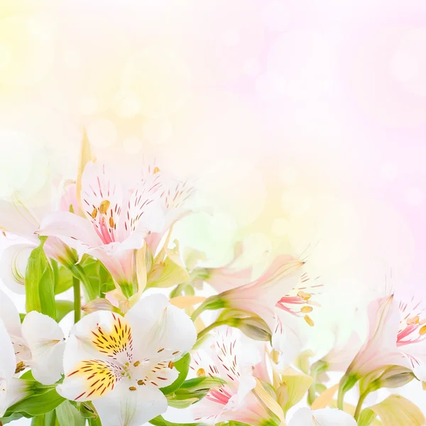Mooie bloem is in de stralen van licht, blured en gekleurde — Stockfoto