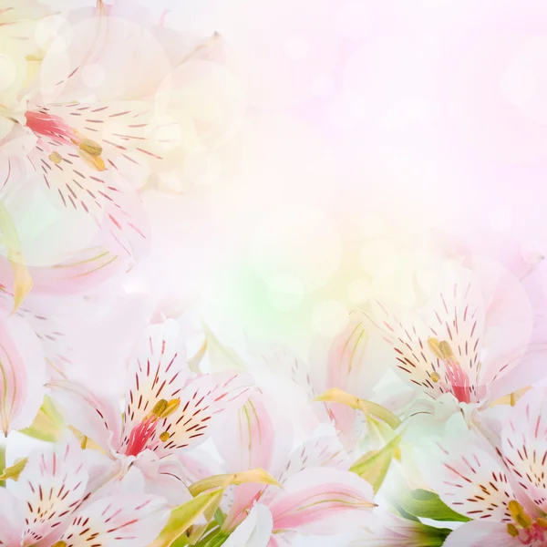 Schöne Blume ist in den Strahlen des Lichts, bläulich und farbig — Stockfoto