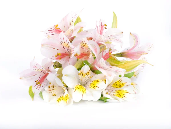 明るく blured 色の光線では美しい花です。 — ストック写真