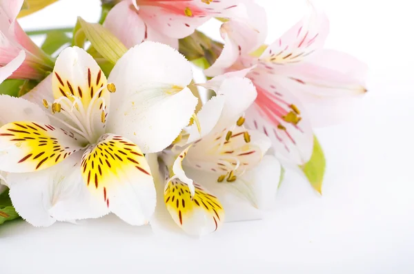 Hermosa flor está en los rayos de luz, borrosa y de color —  Fotos de Stock