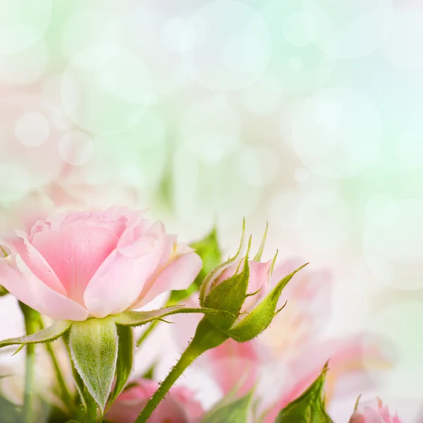 Retro tarzı güzel güller — Stok fotoğraf
