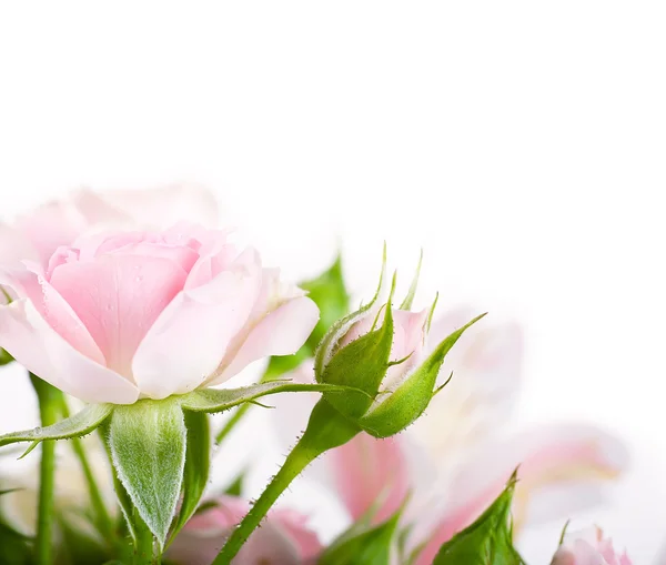 Красивые розы в стиле ретро — стоковое фото