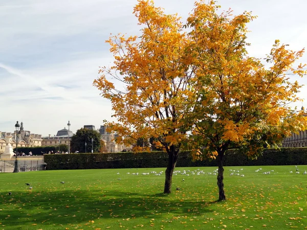 2 つの木、黄色の葉は、レ チュイルリー庭園パリの秋 — ストック写真
