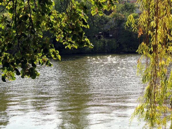 stock image Willow lake landscape, Herastrau Gardens, Bucharest, Romania