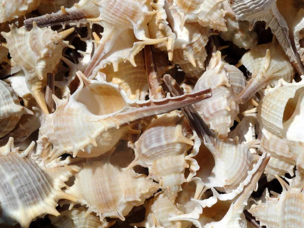 Duże ślimaki morskie tło — Zdjęcie stockowe