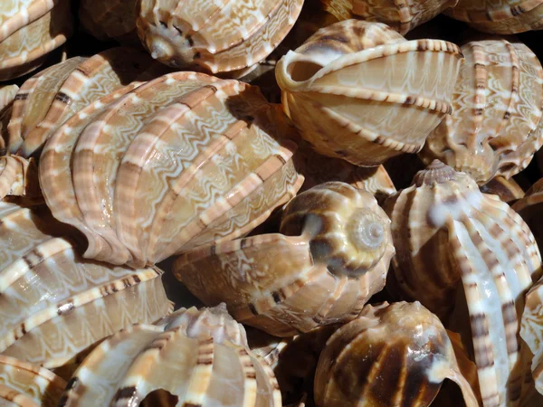Brown Sea Slugs fundo — Fotografia de Stock