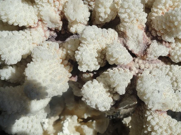 Corales, El Mar Negro — Foto de Stock