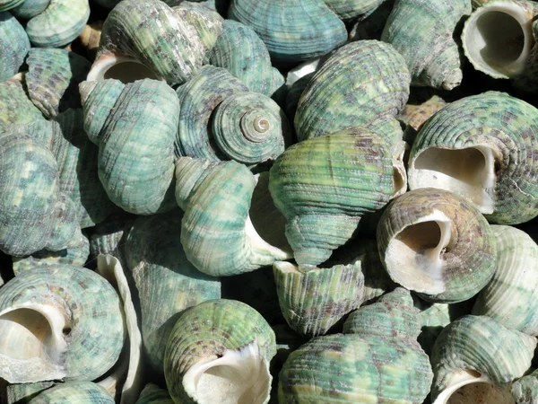 Green Sea Slugs background — Stock Photo, Image