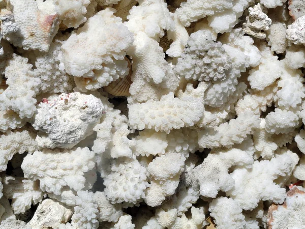 Lote de corais, fundo — Fotografia de Stock