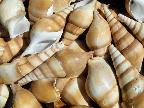 Dużo ślimaki morskie tło — Zdjęcie stockowe
