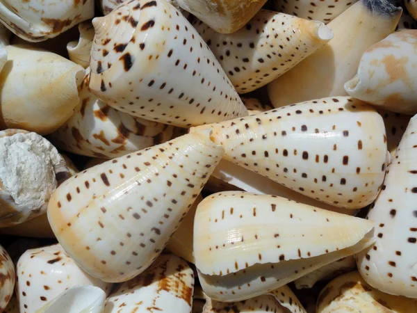 Punti lumache di mare, sfondo — Foto Stock