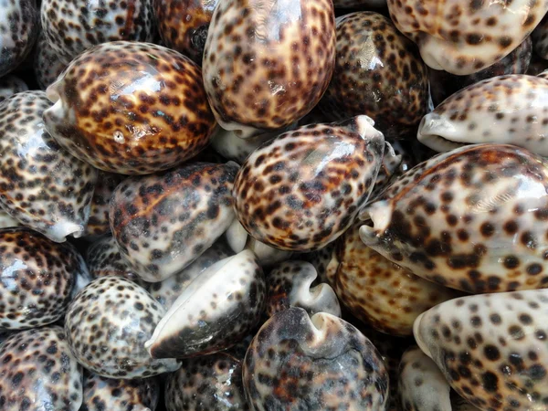Sea slugs shells background — Stock Photo, Image