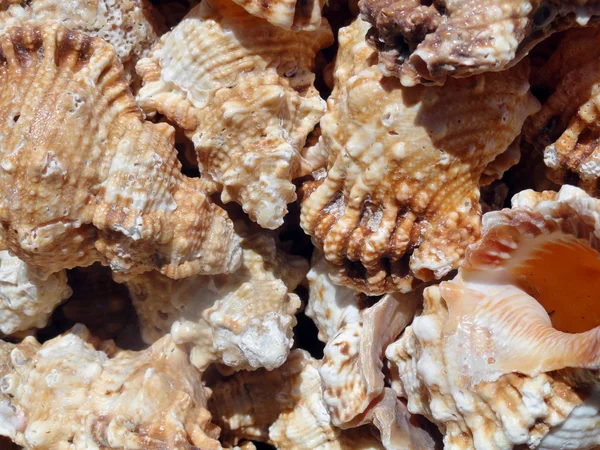 Babosas de mar —  Fotos de Stock