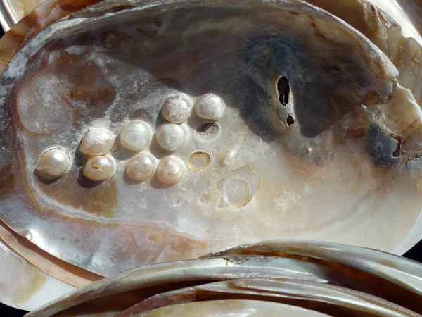 Seashell med pärlor bakgrund — Stockfoto