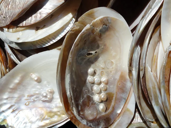 Conchas de mar perlas fondo — Foto de Stock