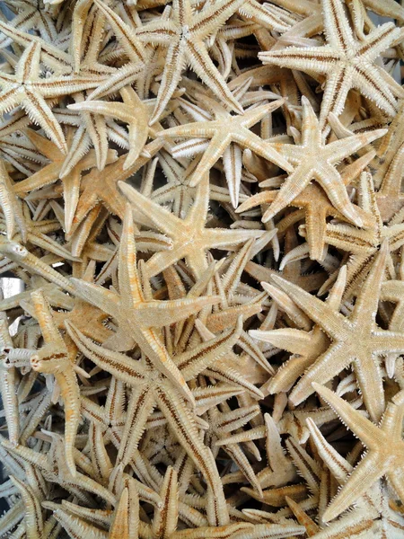Star fisk — Stockfoto