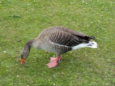Goose in Regent's Park, London clipart