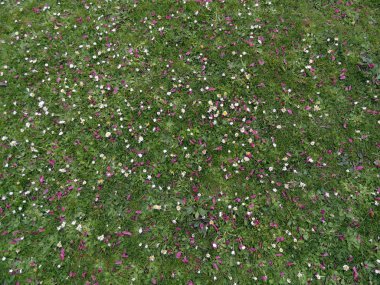 Petals on the green grass, Regent's Park, London, background clipart